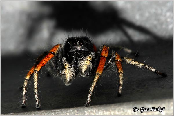 065_philaeus_chrysops .jpg - Philaeus chrysops
